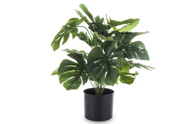 Декоративное растение (146396) зеленый-черный 146396 фото
