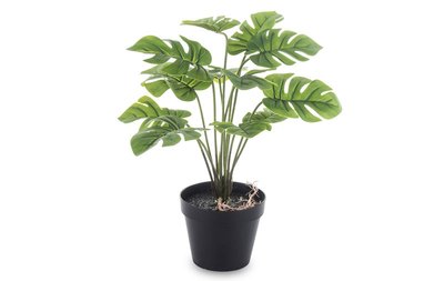 Декоративное растение (146398) зеленый 146398 фото